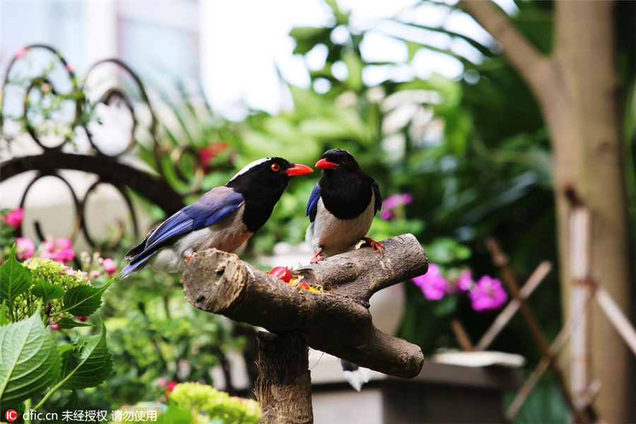 Shutterbug turns home into bird photo studio