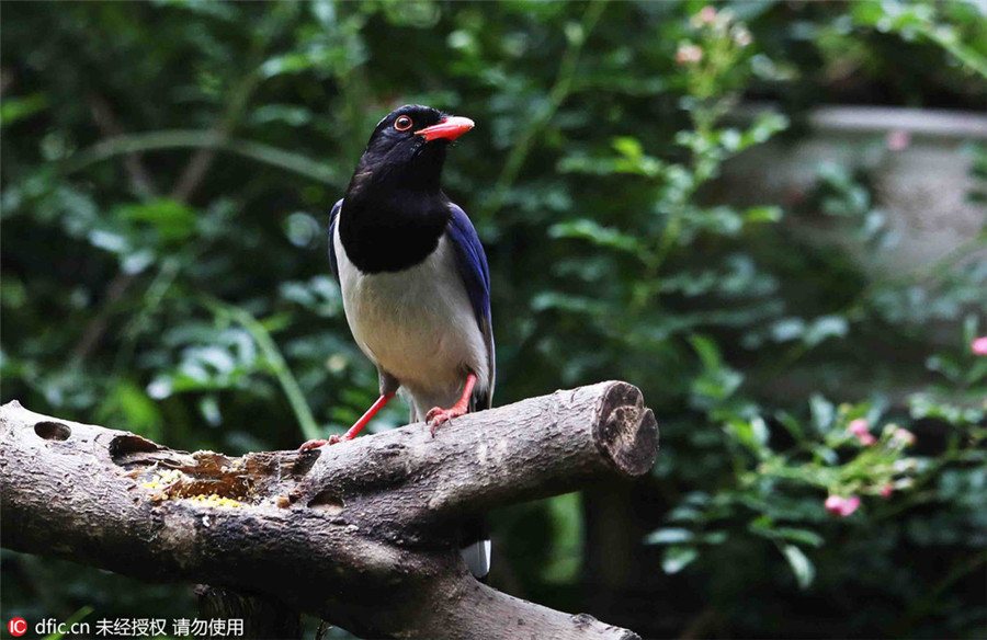 Shutterbug turns home into bird photo studio