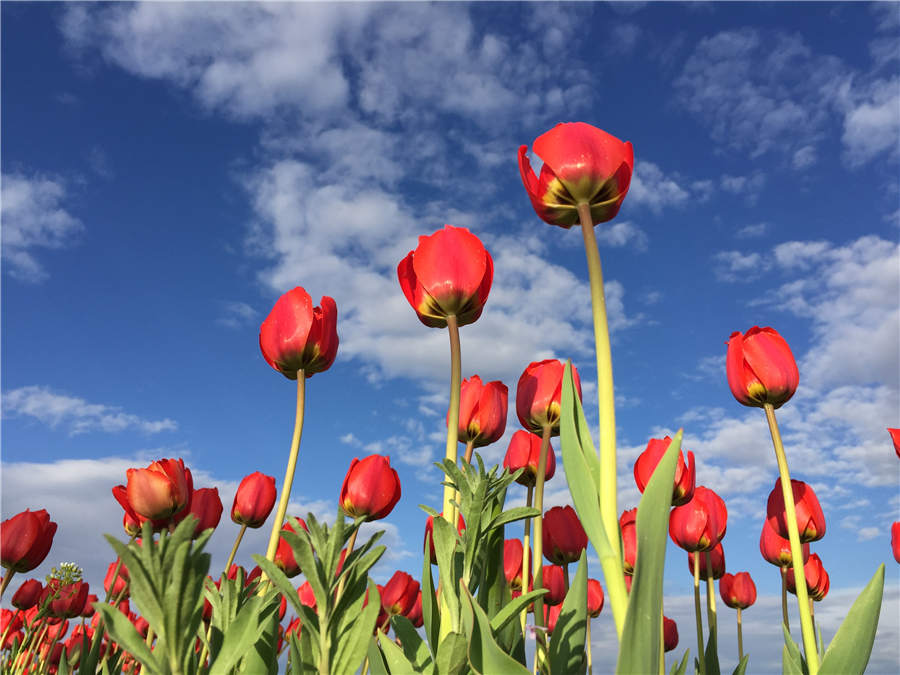 Bloomy Tacheng: A beautiful tourist attraction