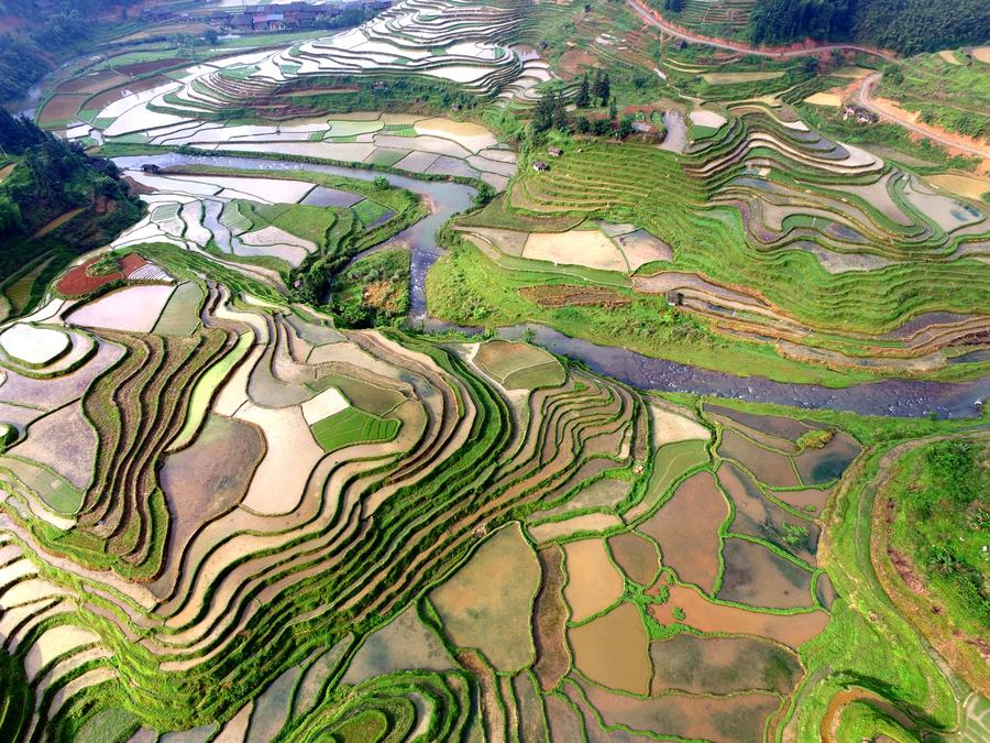 Scenery of terraces in Guizhou