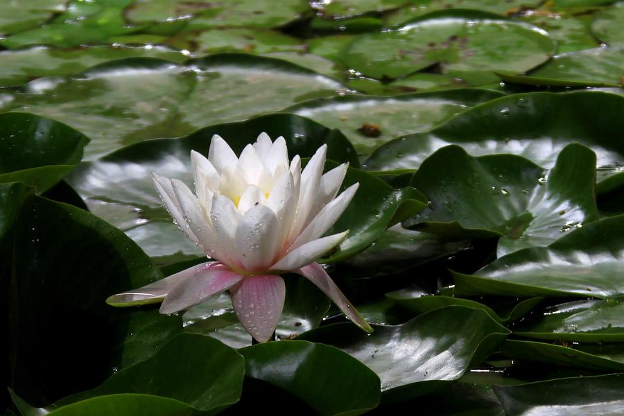 Lotus flowers bloom on Baiyang Lake, Hebei province