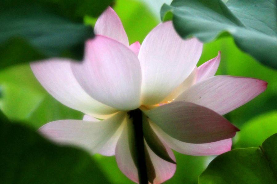 Lotus flowers bloom on Baiyang Lake, Hebei province