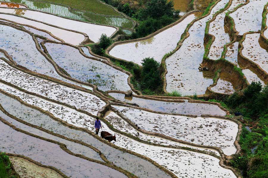 Terraced fields present pastoral beauty in Jiangxi