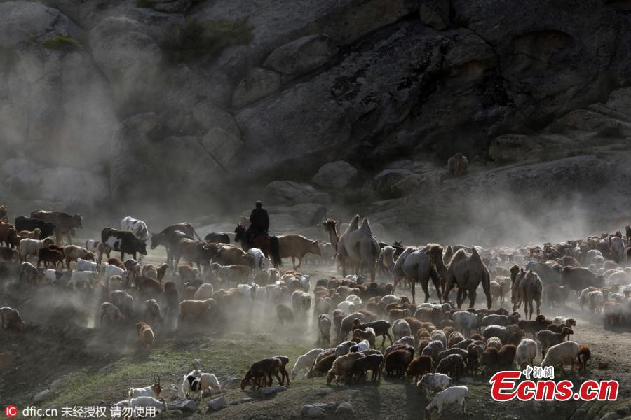 Seasonal livestock migration in Altay