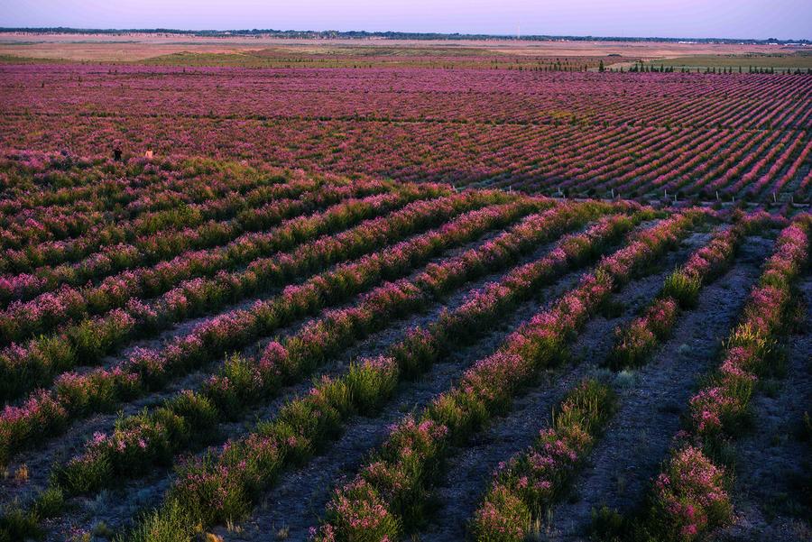 Flower industry turns Gobi wilderness into attractive landscape