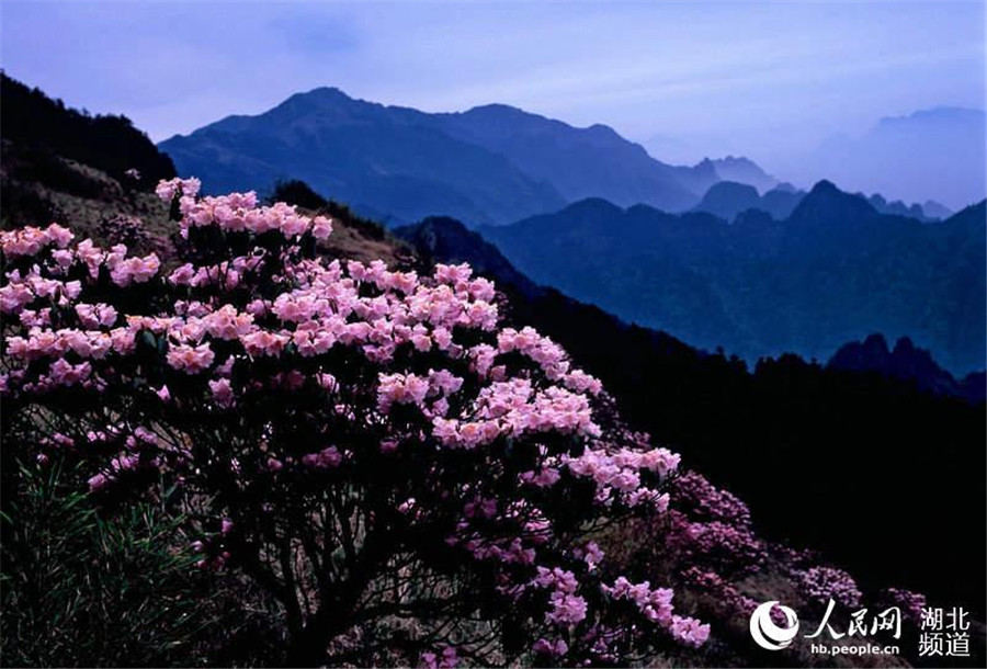 Shennongjia applies for World Natural Heritage