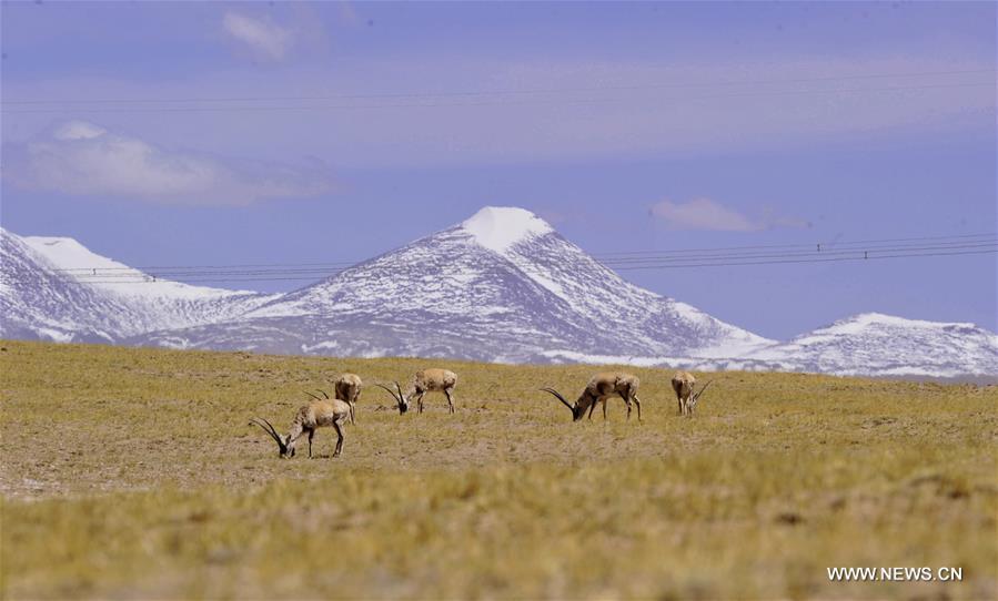 Take closer look at world's highest altitude train line