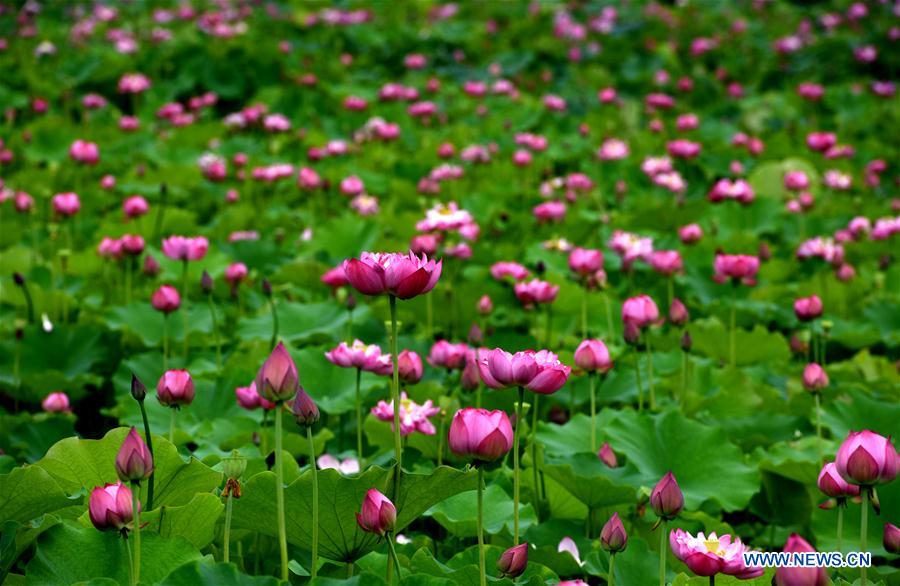 Space lotus blossoms in Lilitao village, Jiangxi province