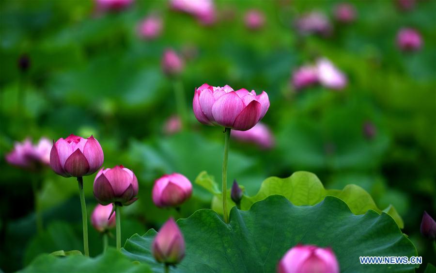 Space lotus blossoms in Lilitao village, Jiangxi province