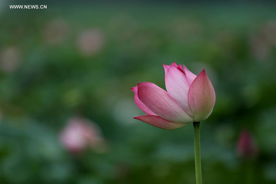 Lotus flowers seen after rain in Liuzhou, south China's Guangxi