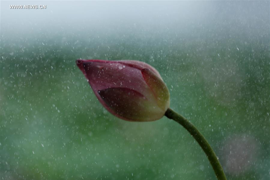 Lotus flowers seen after rain in Liuzhou, south China's Guangxi