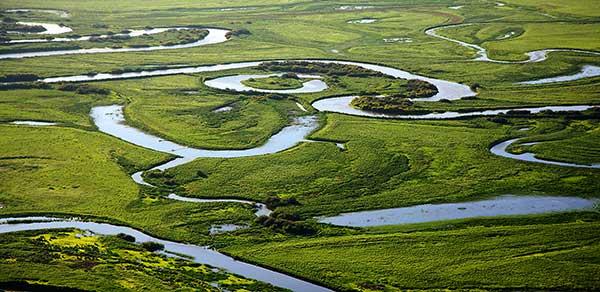 Going wild in wetlands