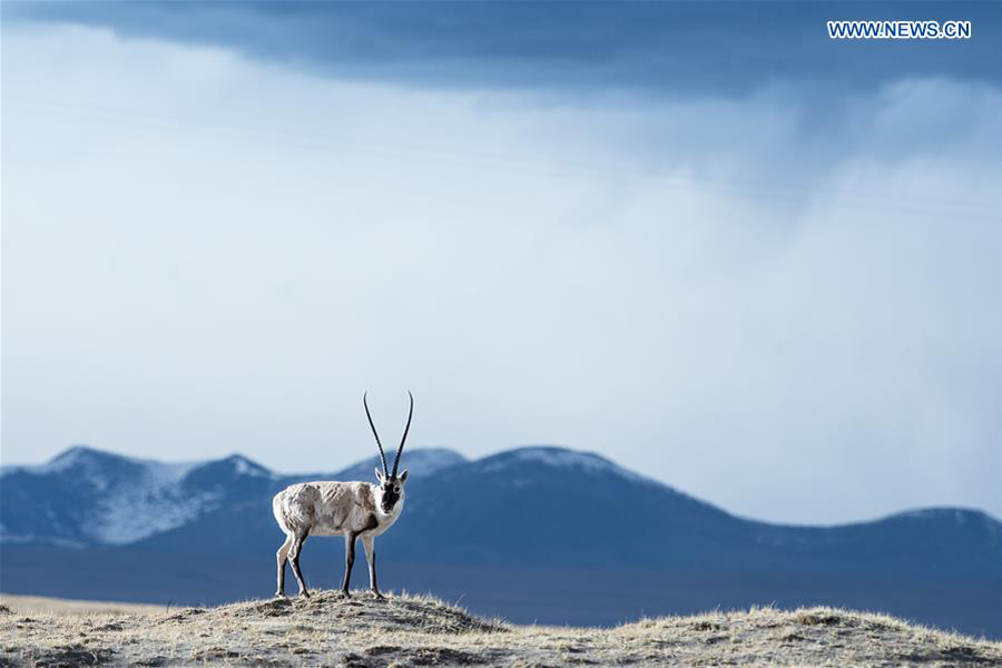 NW China's Sanjiangyuan National Park experiences system reform