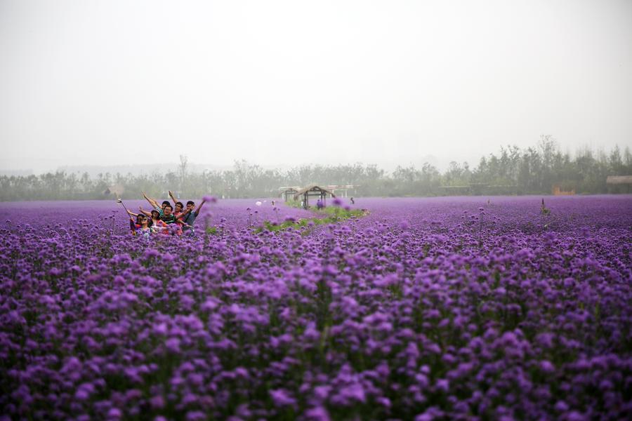 Tourists visit verbena flower field in Qingdao