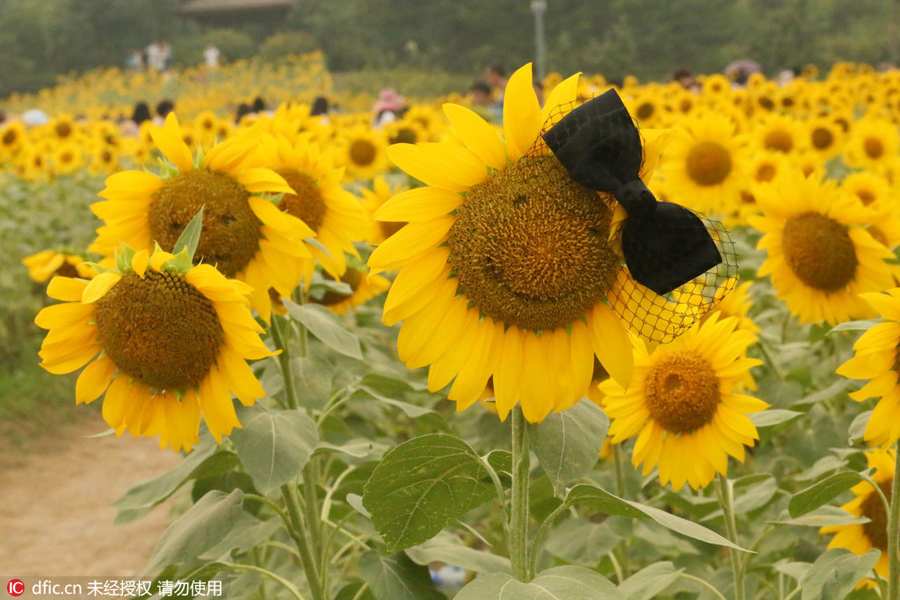 Painter, women and butterfly drawn to blooming sunflowers