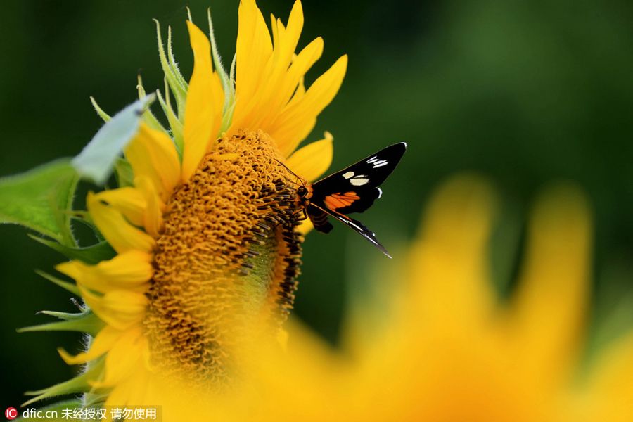 Painter, women and butterfly drawn to blooming sunflowers