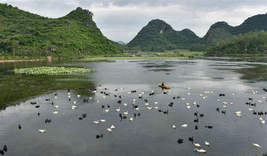 Swans seen in lake of Puzhehei scenic spot in SW China