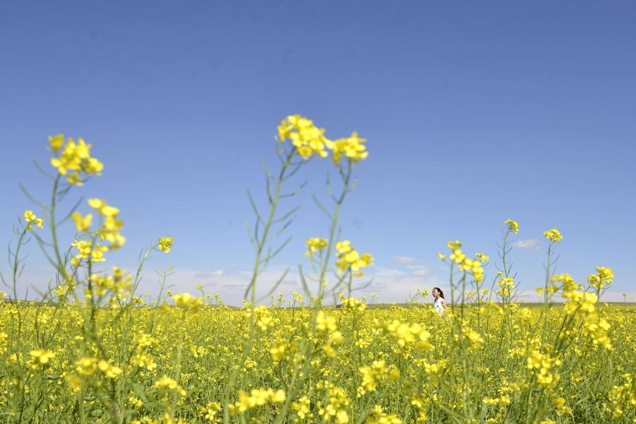 Scenery of cole flower field at Inner Mongolia