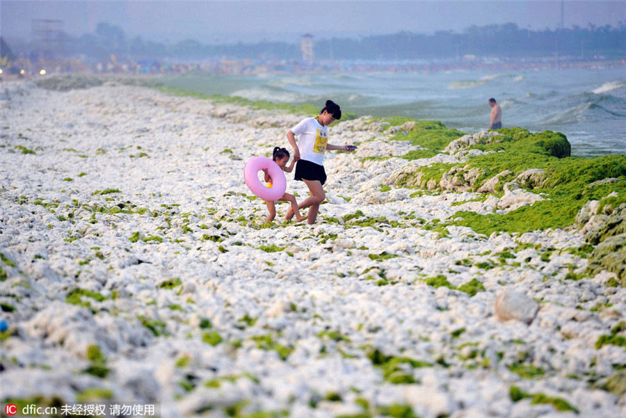 Sea grass takes over Qingdao beaches