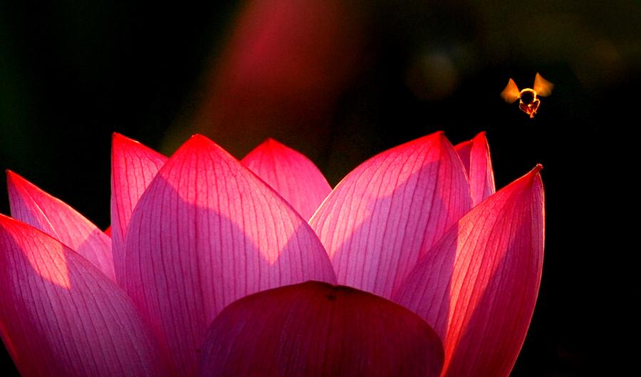 Refreshing lotus blossoms to cool down your summer