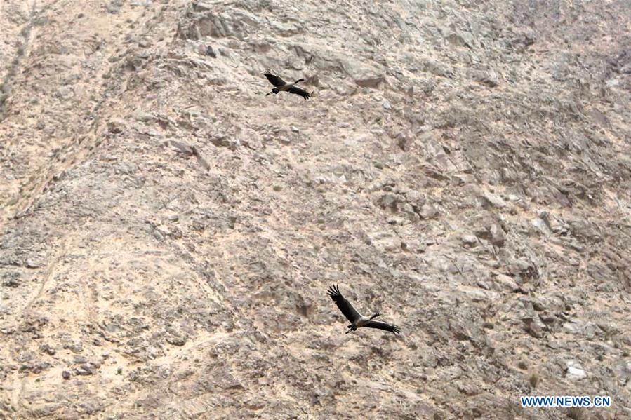 Black-necked cranes seen at Yanchiwan National Nature Reserve