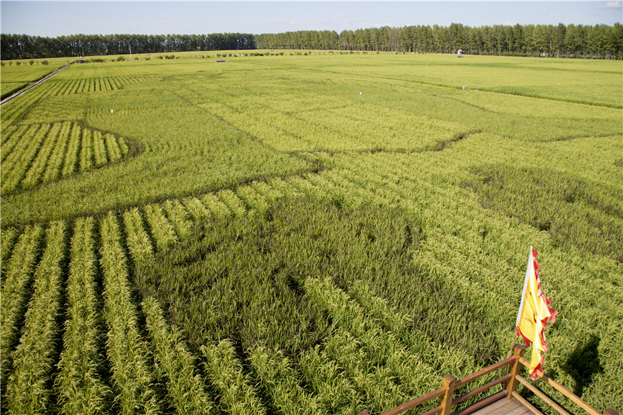 Rice paddy themed park reveals beauty of nature