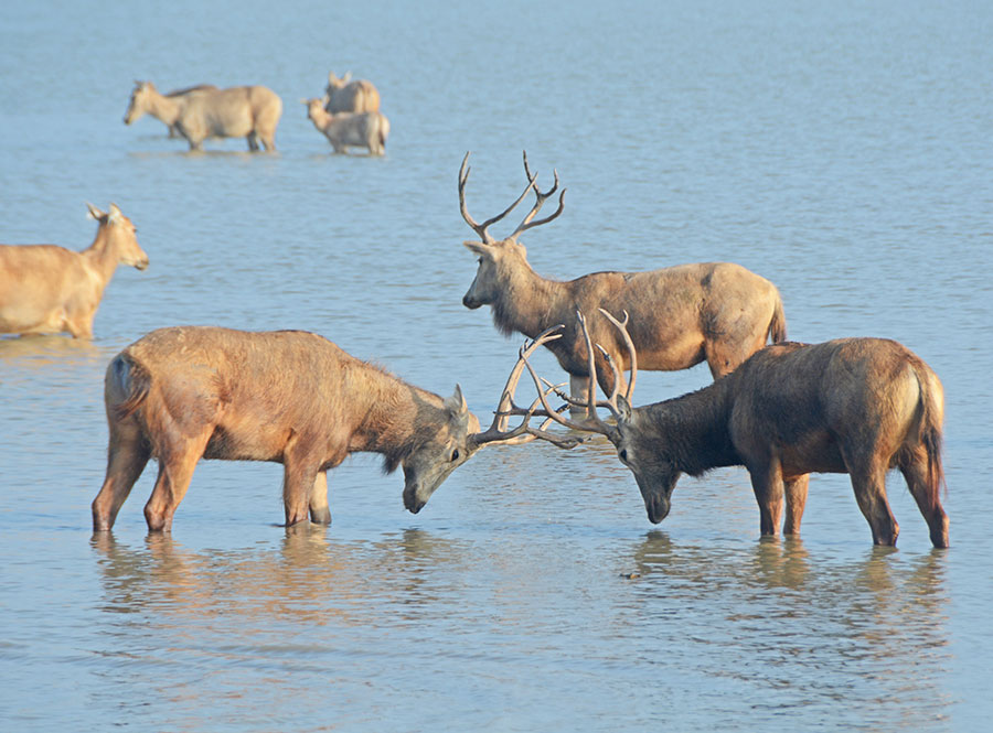 Elks well protected in Dafeng