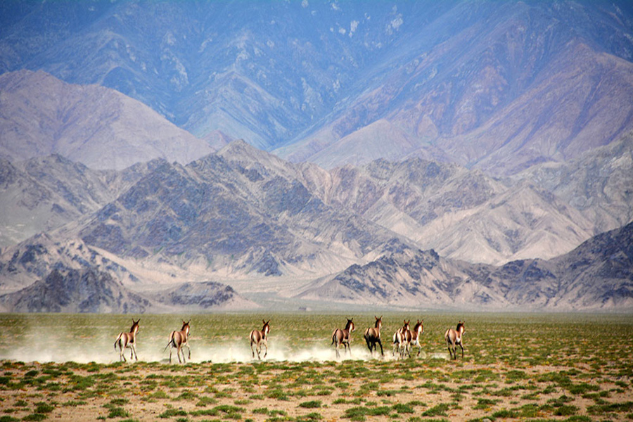 Altyn Mountains nature reserve: Paradise for plants and wild animals