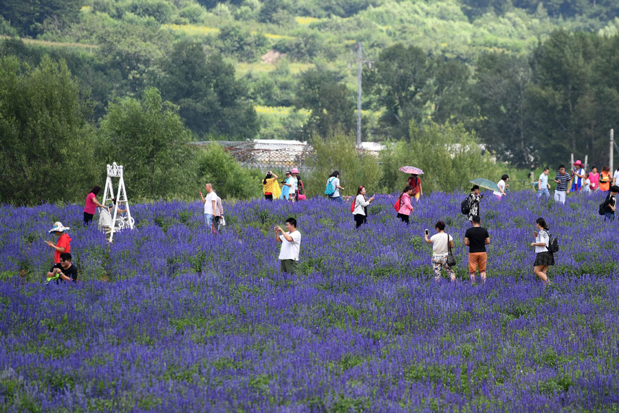 Flowers turn Beijing suburbs into riot of colors