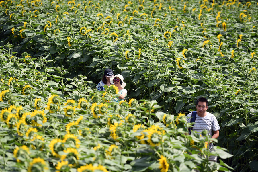 Flowers turn Beijing suburbs into riot of colors