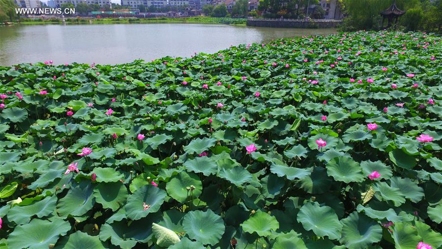 Lotus flowers bloom in Yangzhou city, Jiangsu province