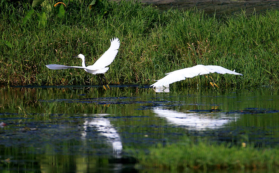 Egrets thrive along eco-friendly Xinanjiang River