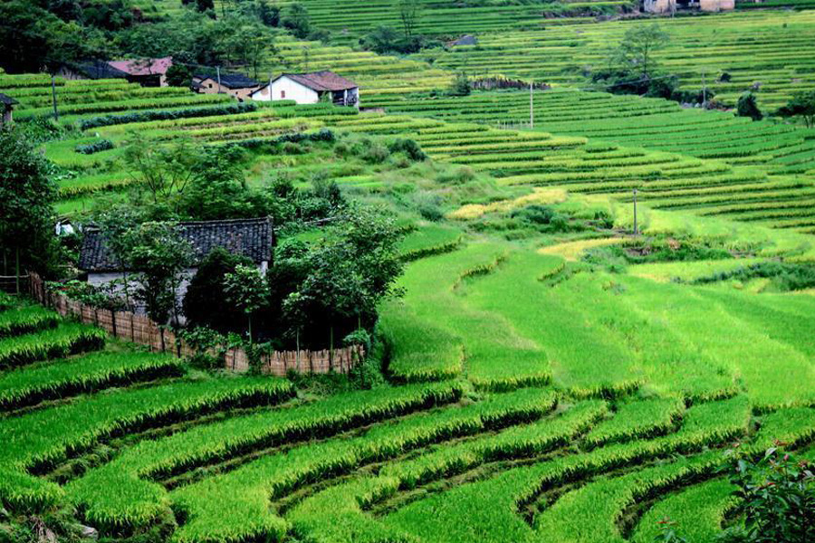 Scenery of rice fields in Quanzhou, S China's Guangxi