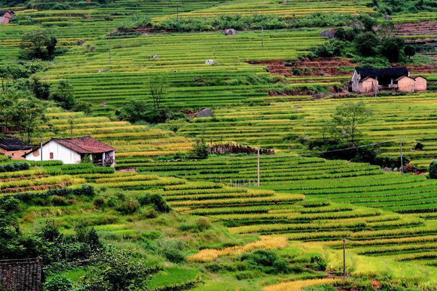 Scenery of rice fields in Quanzhou, S China's Guangxi