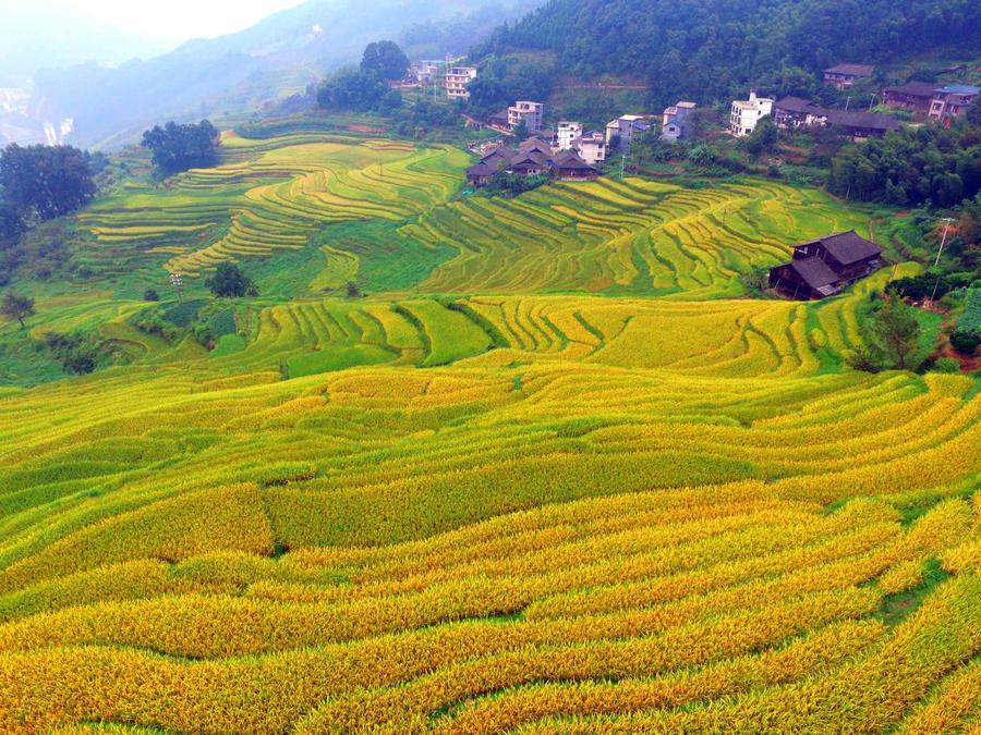 Aerial photos show paddy fields in South China's Guangxi