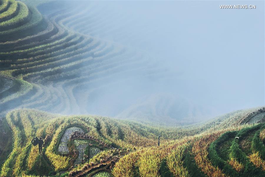 Autumn scenery of terraces in SW China's county