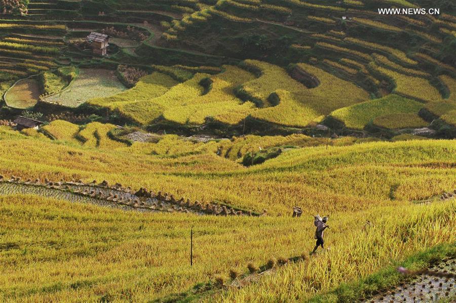 Autumn scenery of terraces in SW China's county