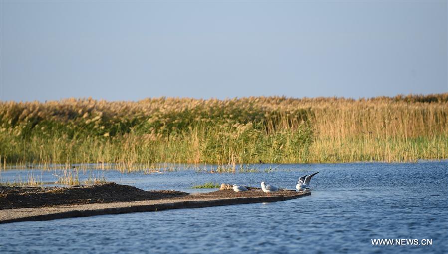 Scenery of Juyanhai Lake in Inner Mongolia