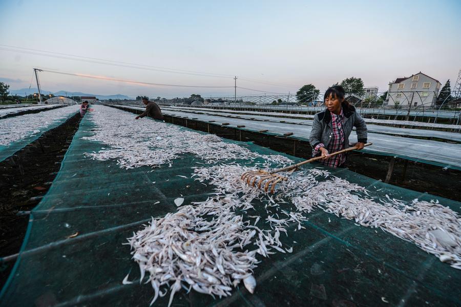 Villagers busy in drying fish in E China