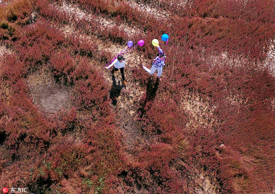 Red marshland a hit tourist attraction in Jiangsu