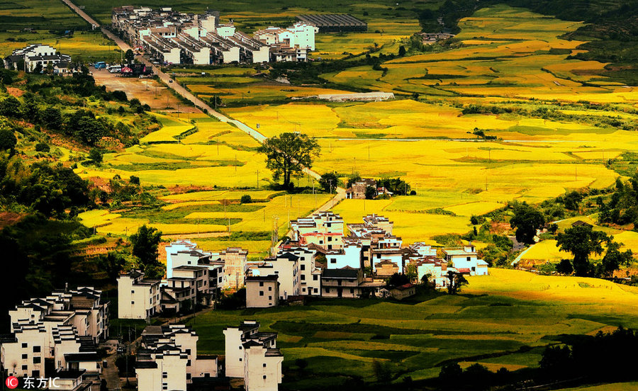 Best places to enjoy autumn's golden landscapes in China