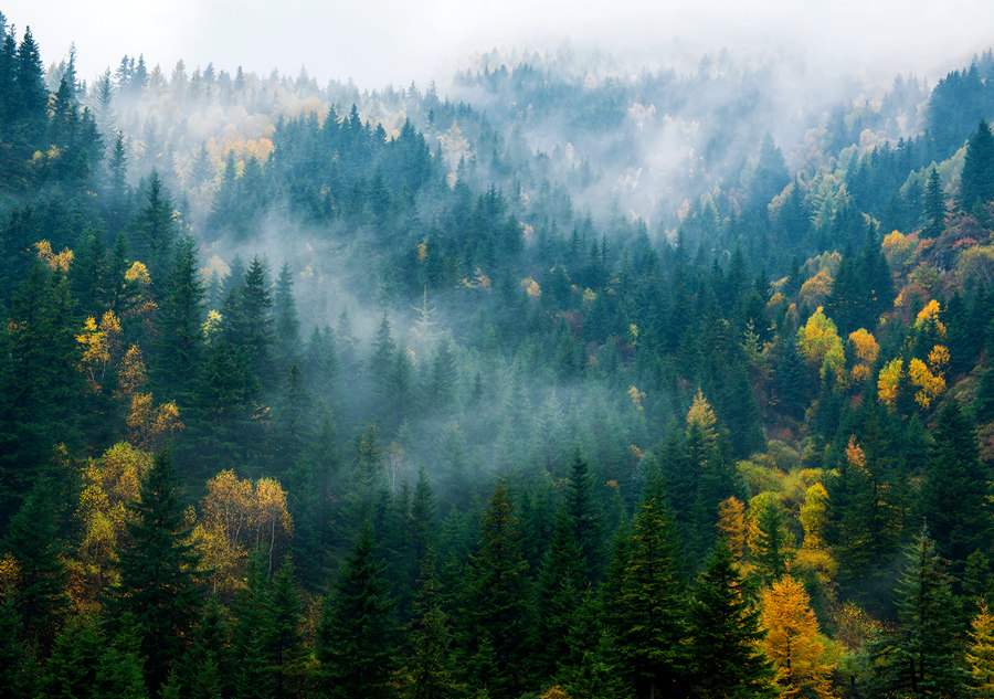 Indulged in the golden color of autumn in Shanxi