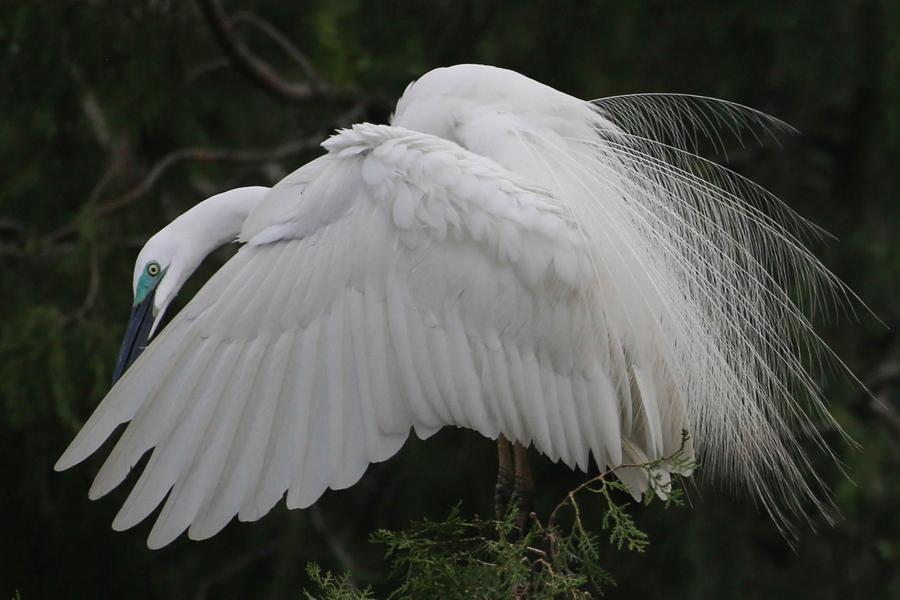 Egrets seen in Xuyi county, Jiangsu province