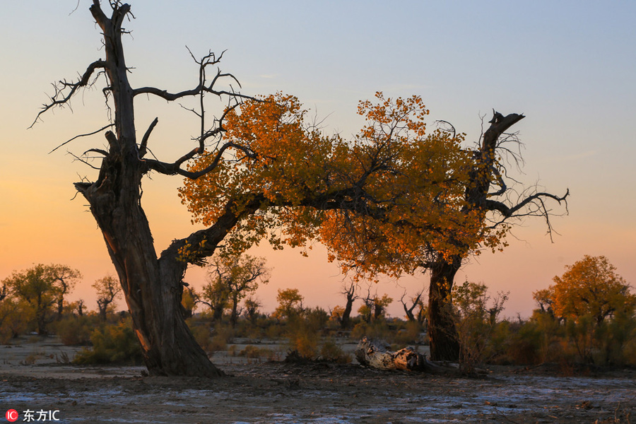 Golden Euphrates Poplar adds color to barren Xinjiang desert