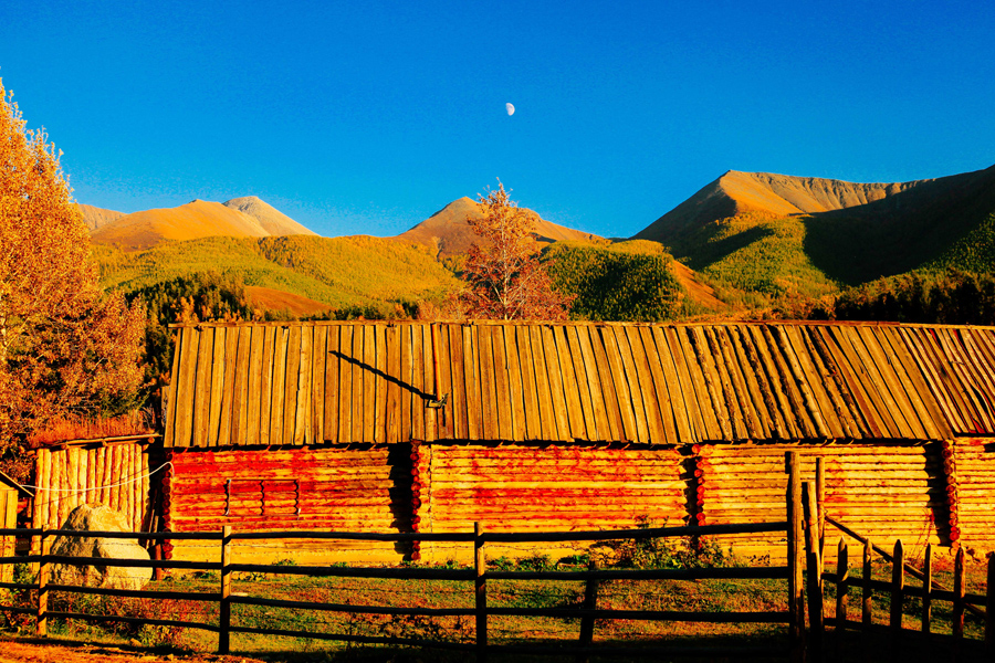 Xinjiang Altay prefecture: Land of Kazakh herdsmen, horses and golden fall