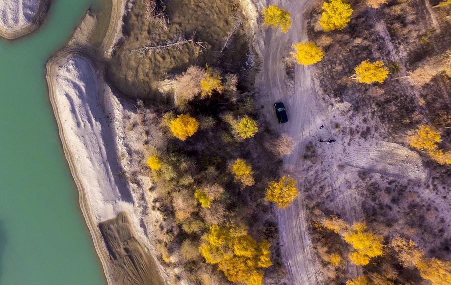 Autumn scenery of desert poplar forest in China's Xinjiang