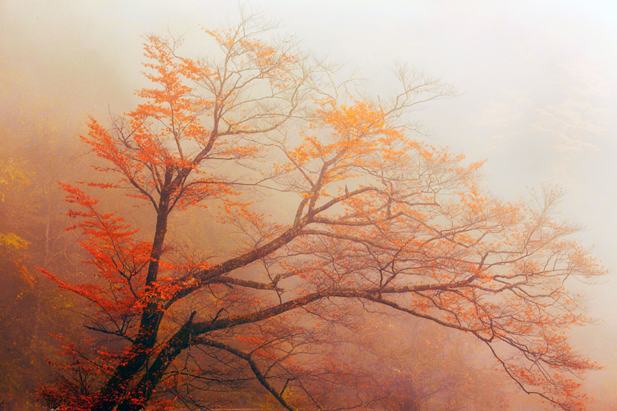 Autumn scenery of Shennongjia, Hubei province