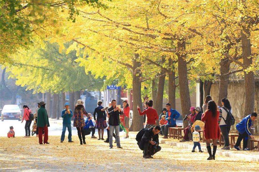 Fabulous autumn foliage in Dalian