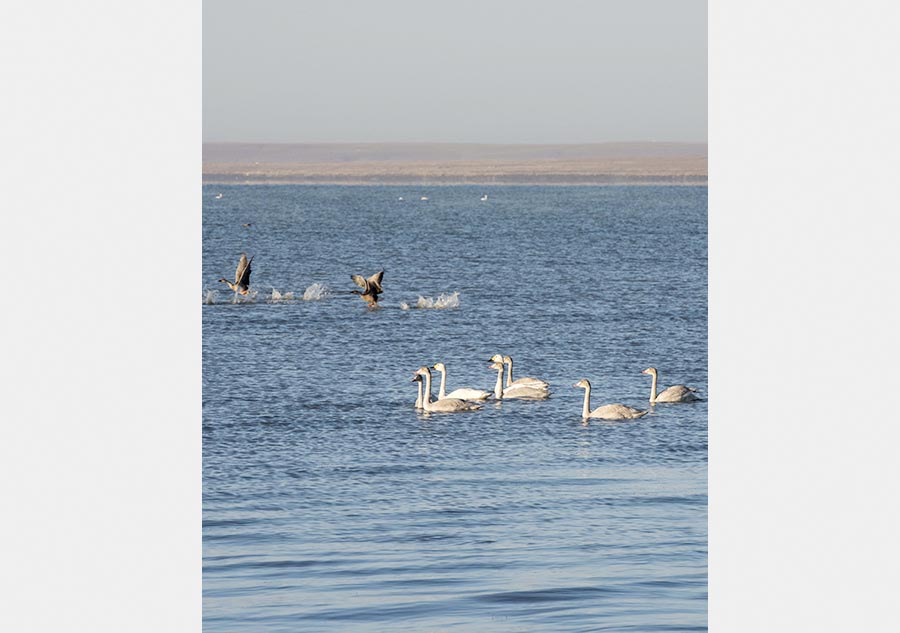 Migratory birds gather at Dalinur Lake