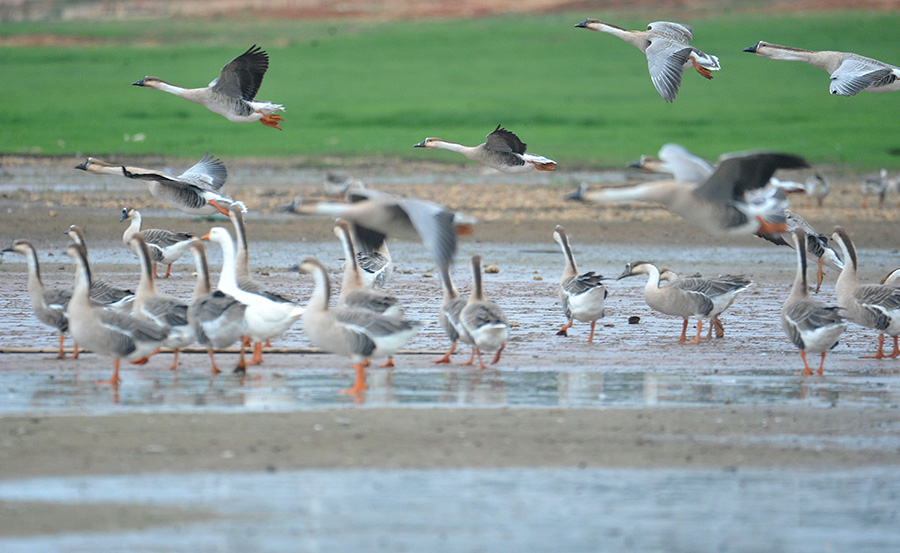 Swan geese migrate to Poyang Lake for winter